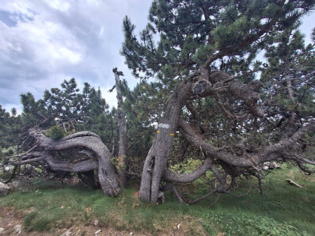 un arbre tourmenté !